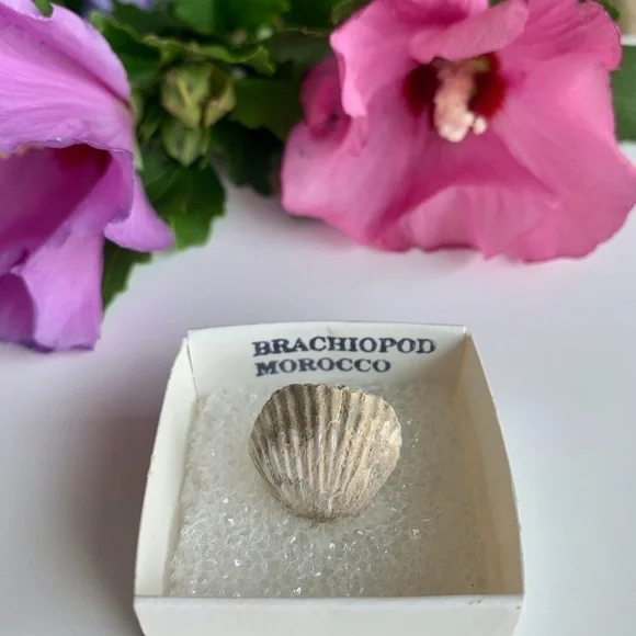 Brachiopod Shell Fossil Both Sides Fossilized Lamp Shells 100 Million Years Old - Picture 1 of 6